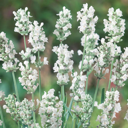 Lavender Ellagance Ice