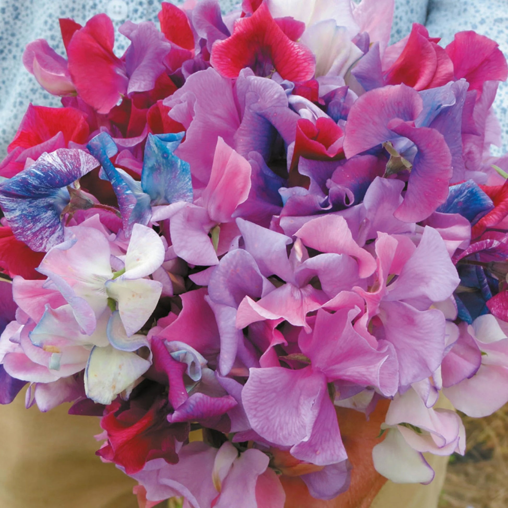 Sweet Pea Fairy Lights