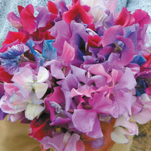 Sweet Pea Fairy Lights