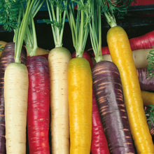 Carrot Rainbow Mix F1