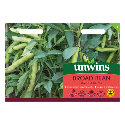 Broad Bean Luz de Otono