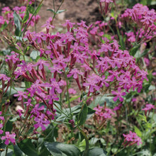 Silene Armeria Rubra