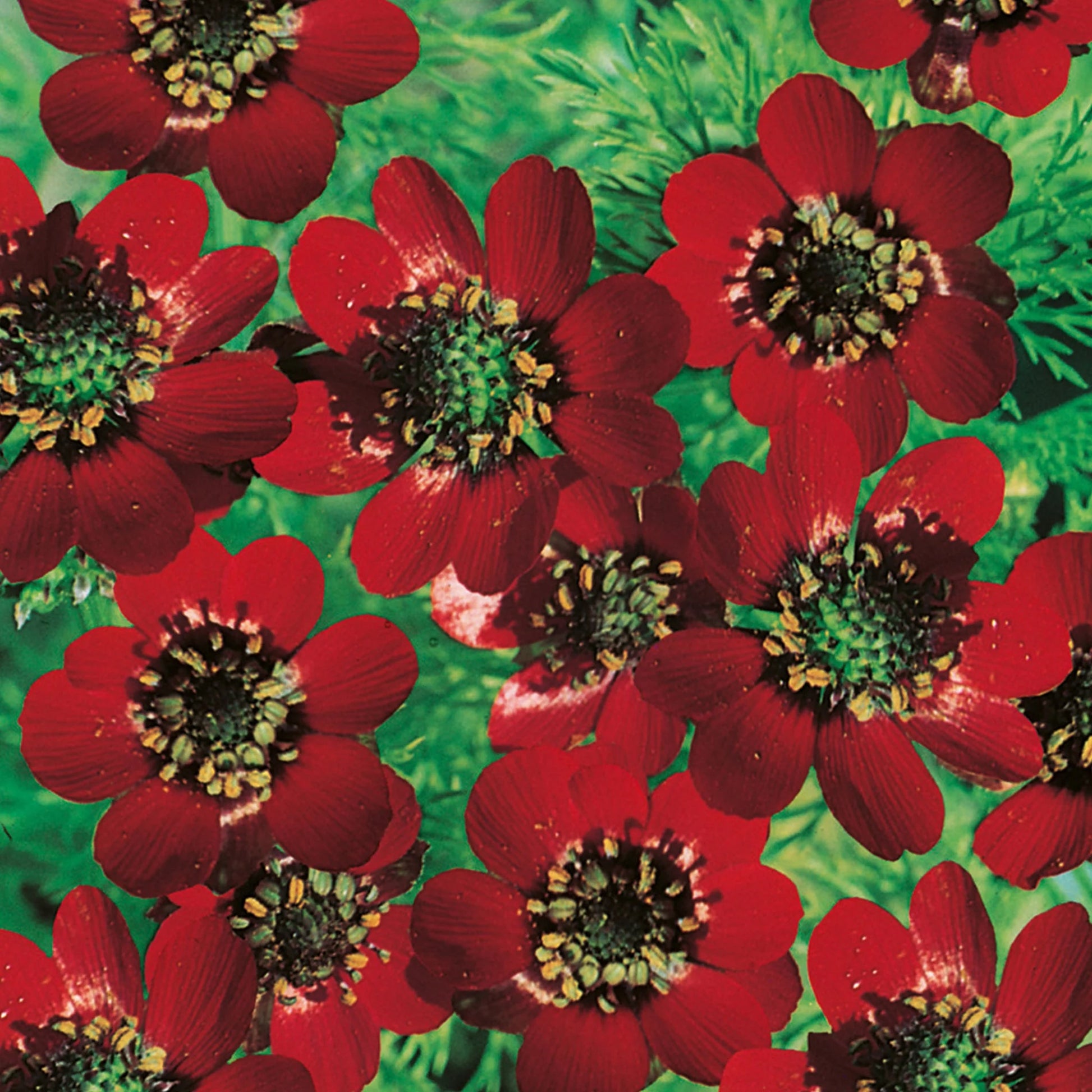 Pheasant's Eye Scarlet Chalice