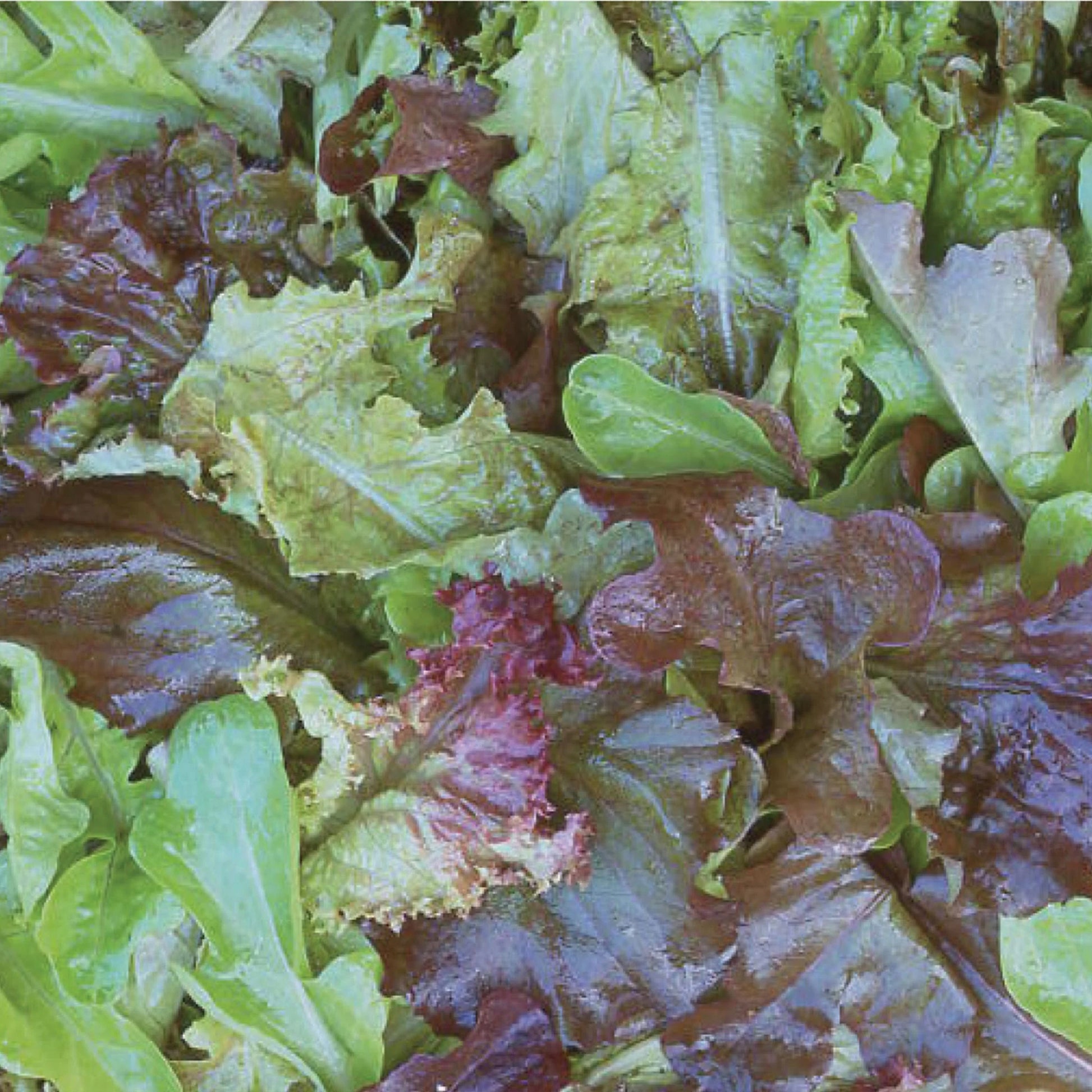 Salad Leaf Baby Leaf Mix