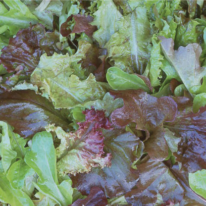 Salad Leaf Baby Leaf Mix