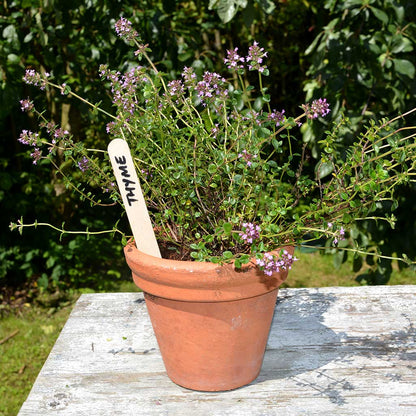 Growers Choice Wooden Plant Labels 150mm x 17mm 25pk