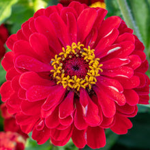 Zinnia Dahlia-flowered Scarlet Flame