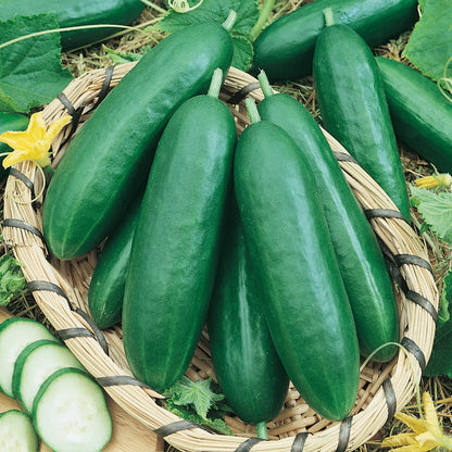 Cucumber La Diva F1