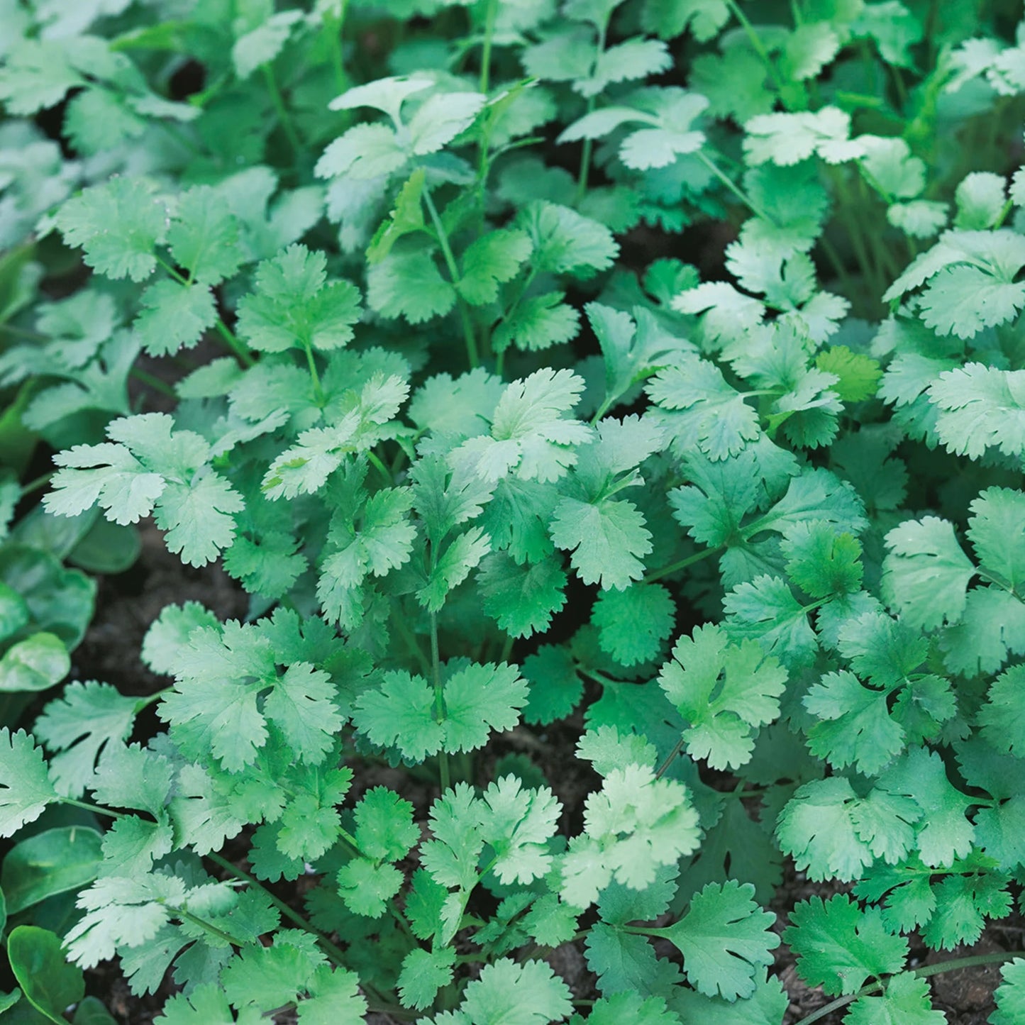 MicroGreens Coriander