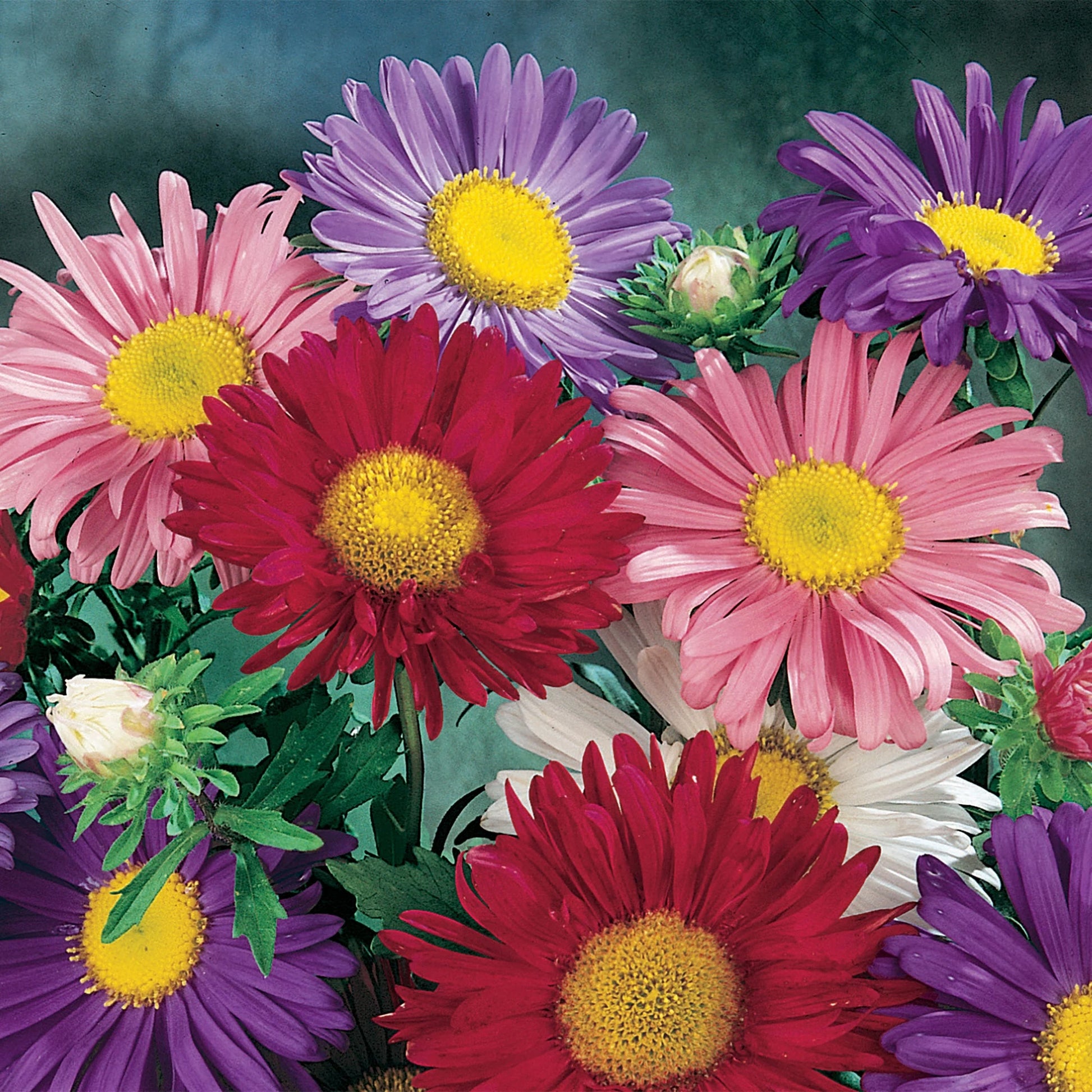 Aster China Mix
