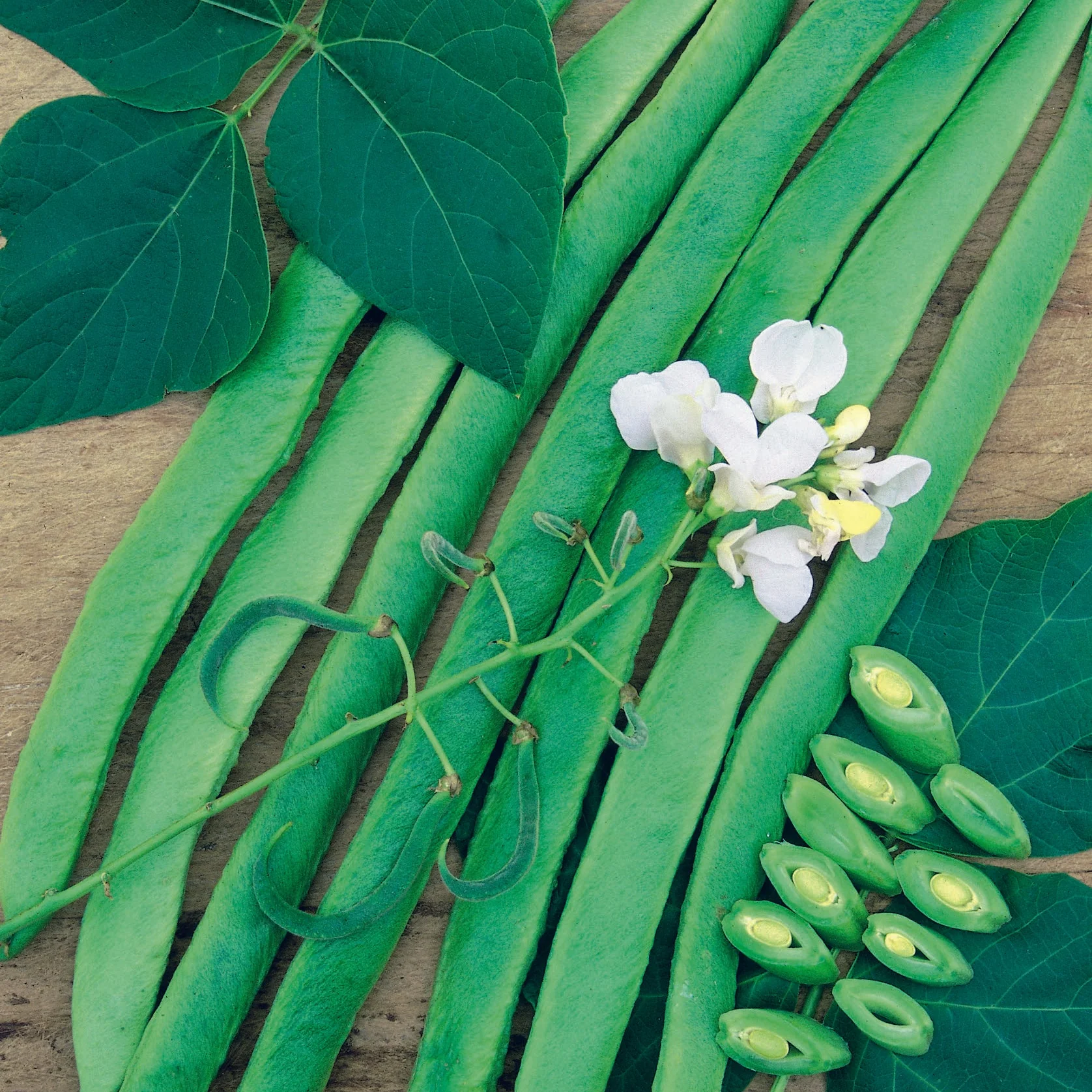 Runner Bean White Lady