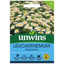 Leucanthemum Madonna