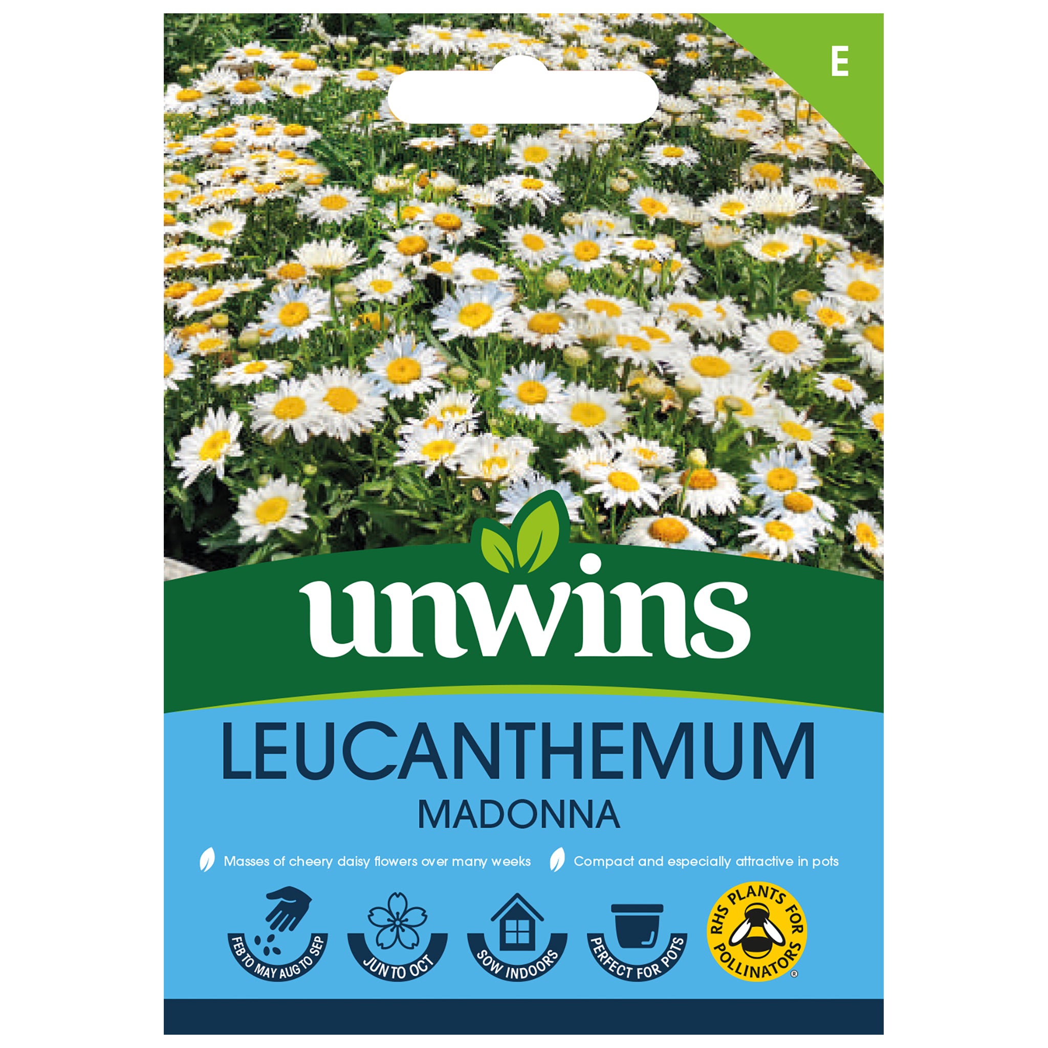 Leucanthemum Madonna
