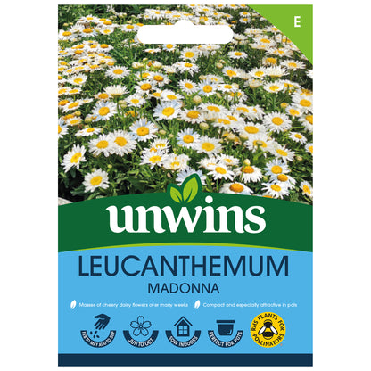 Leucanthemum Madonna