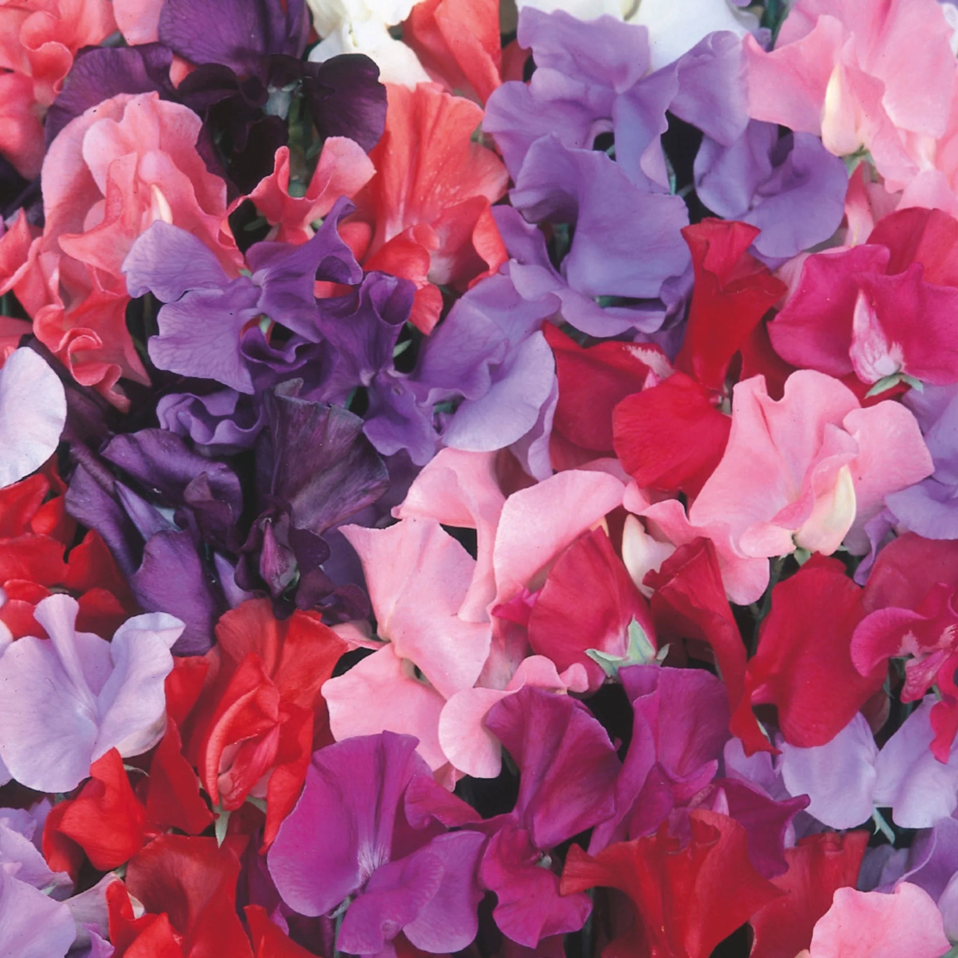 Sweet Pea Galaxy Mixed
