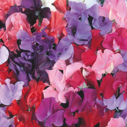 Sweet Pea Galaxy Mixed