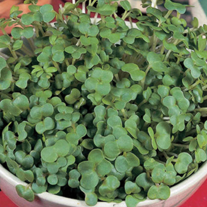 Herb Mustard Fine White