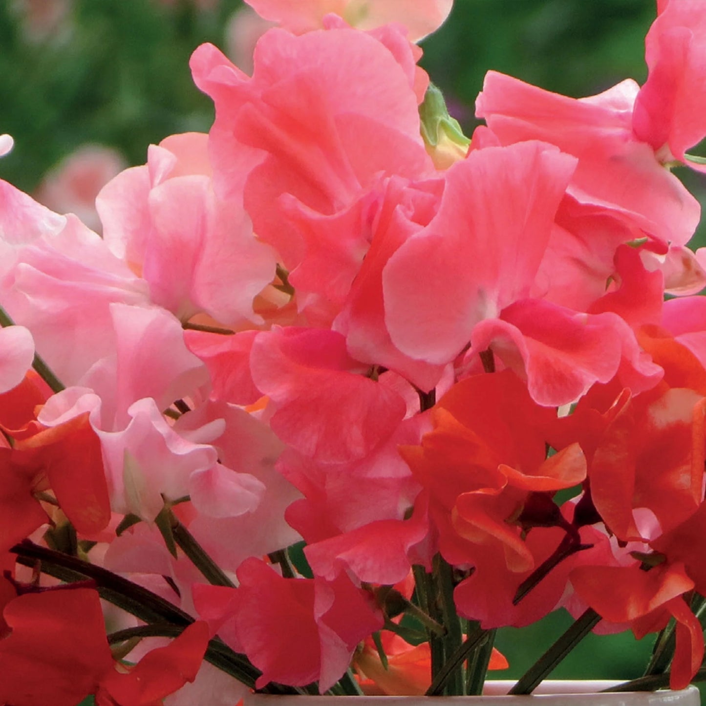 Sweet Pea Peach Melba Mix