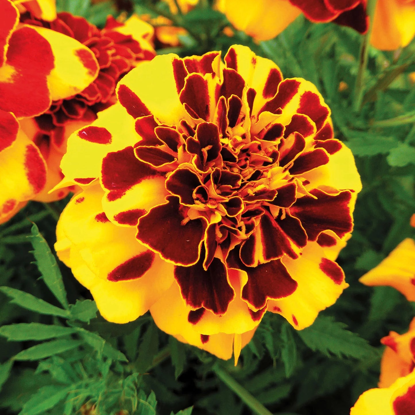 Marigold (French) Goldiluxe