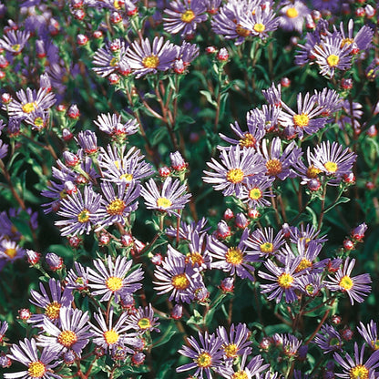 Aster Rudolph Goethe