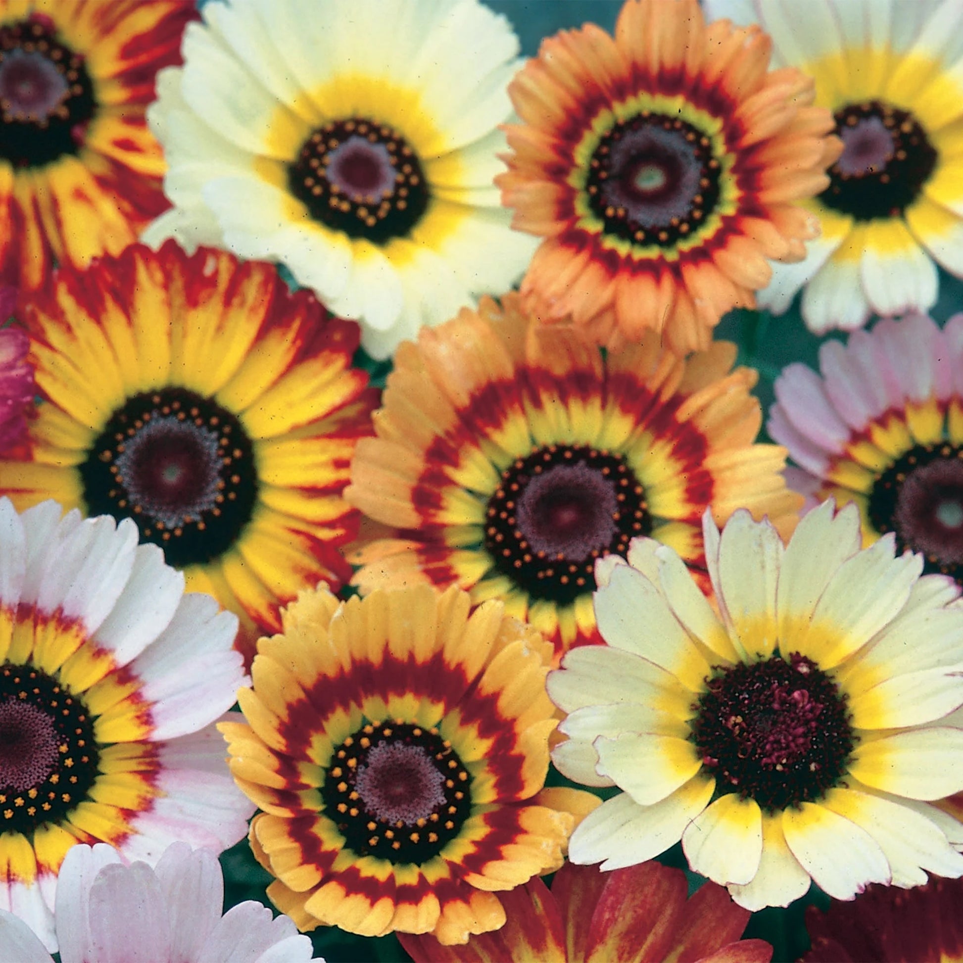 Chrysanthemum Tricolor Mix