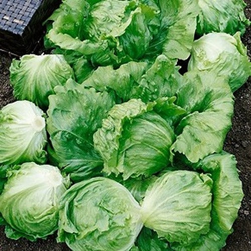 Lettuce (Iceberg) Barcelona