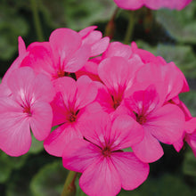 Geranium Horizon Neon Rose