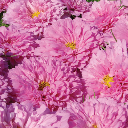 Cosmos Double Click Rose Bon Bon