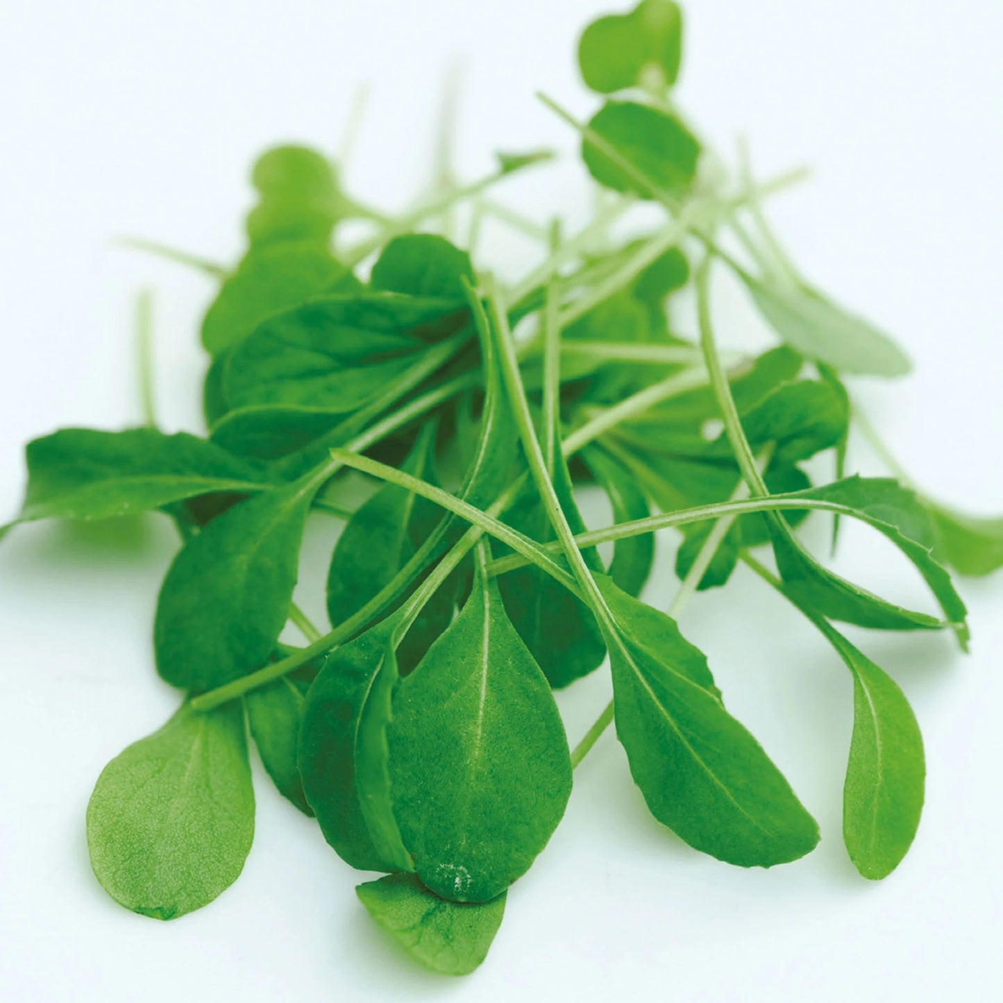 MicroGreens Rocket Victoria