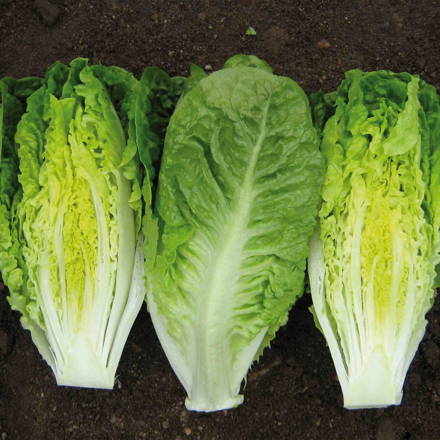 Lettuce (Mini Romaine) Xanadu