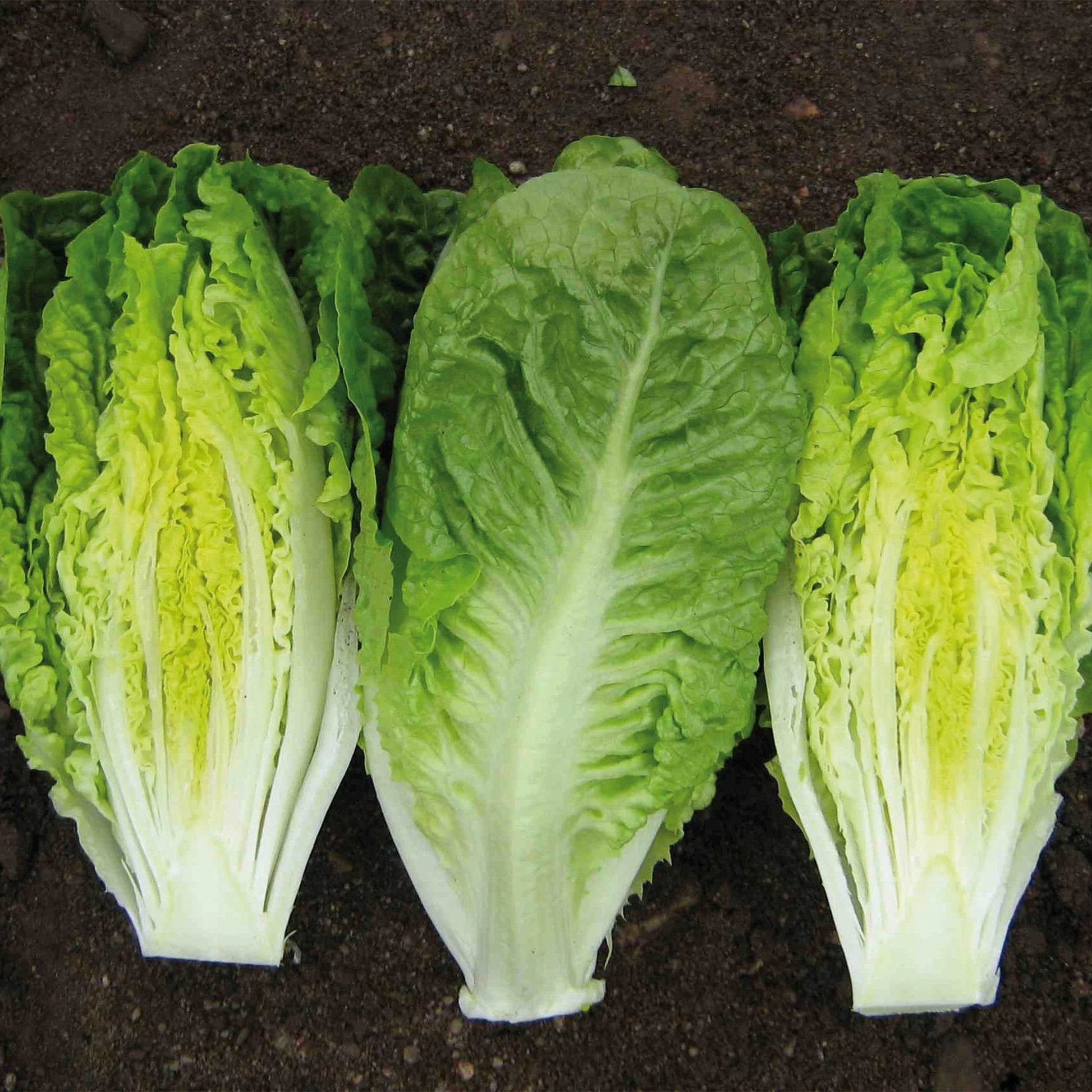 Lettuce (Mini Romaine) Xanadu