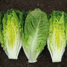 Lettuce (Mini Romaine) Xanadu