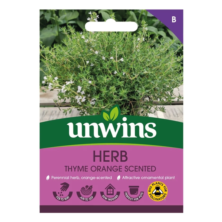 Herb Thyme Orange Scented