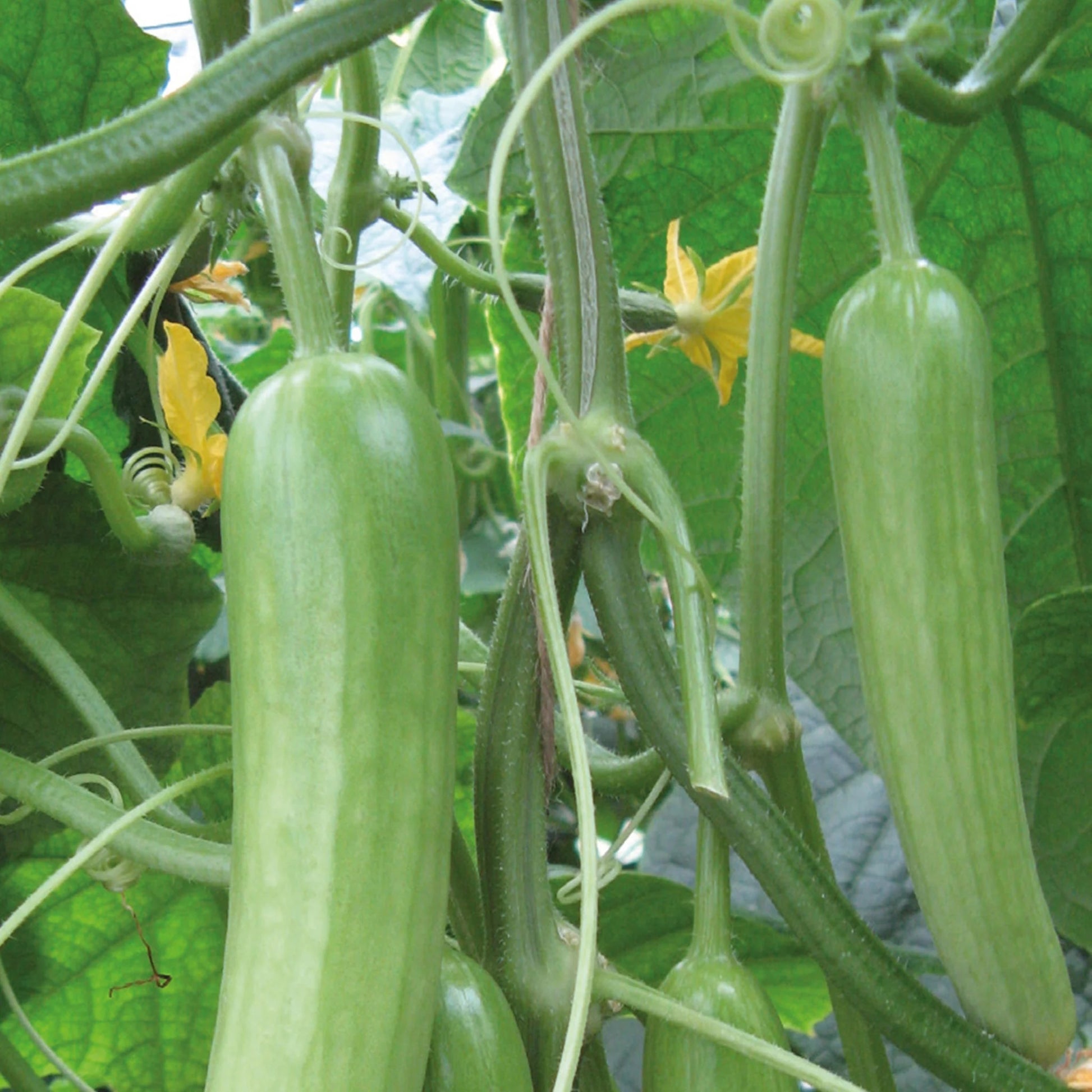 Cucumber Delistar F1
