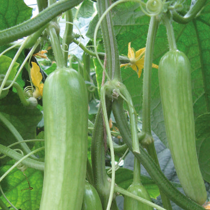 Cucumber Delistar F1