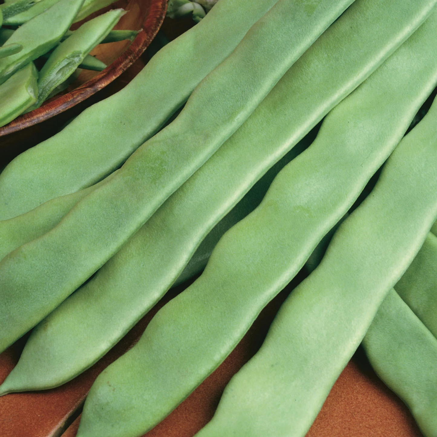 French Bean (Climbing) Hunter