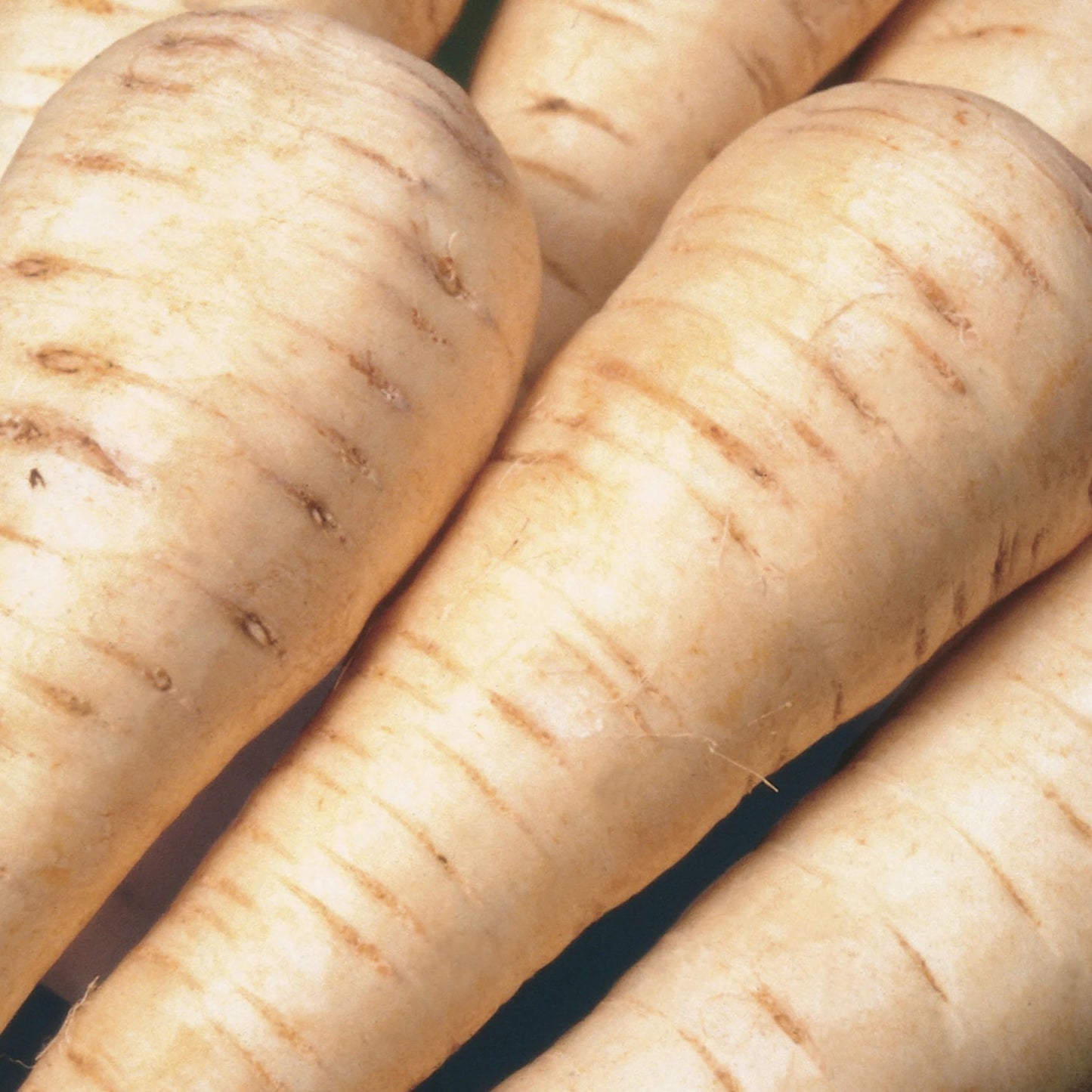 Unwins Sunday Roast Veg Seed Bundle