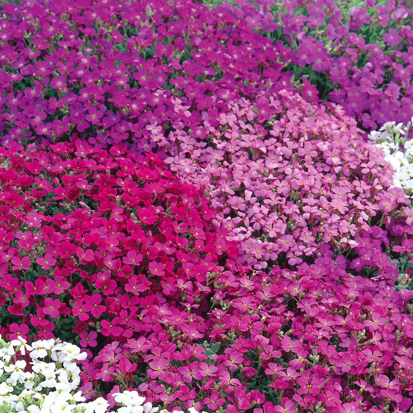 Aubrieta Spring Cascade