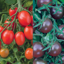 Tomato Modern Classic Collection Pack