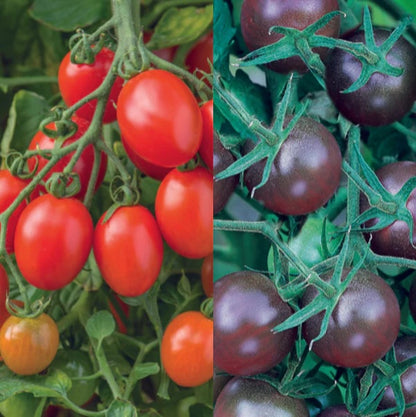 Tomato Modern Classic Collection Pack