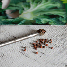 Brassica Collection Pack