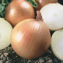 Onion (Globe) Ailsa Craig