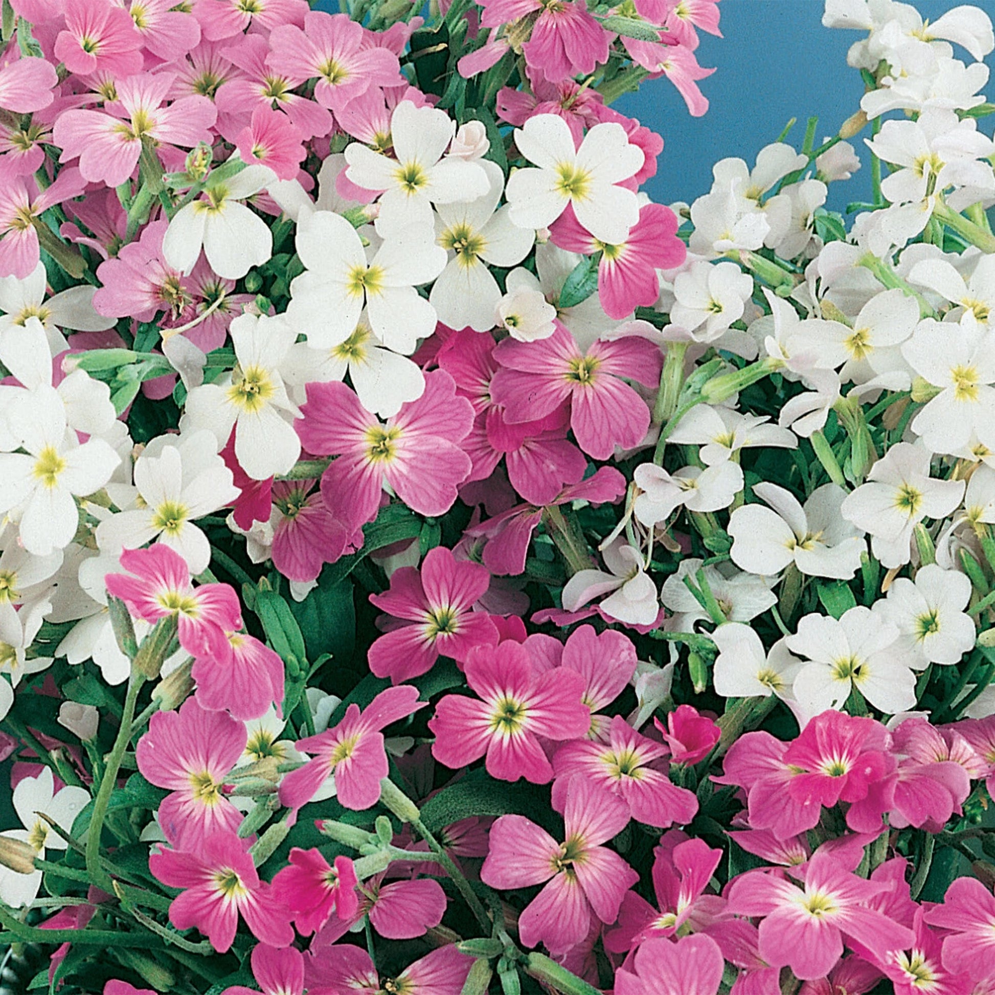 Stock (Virginian) Stardust Mix