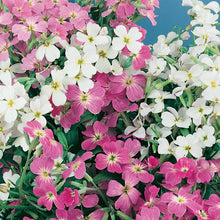 Stock (Virginian) Stardust Mix